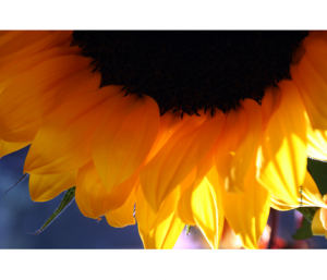 rSunflower_in_Summer_shop_preview